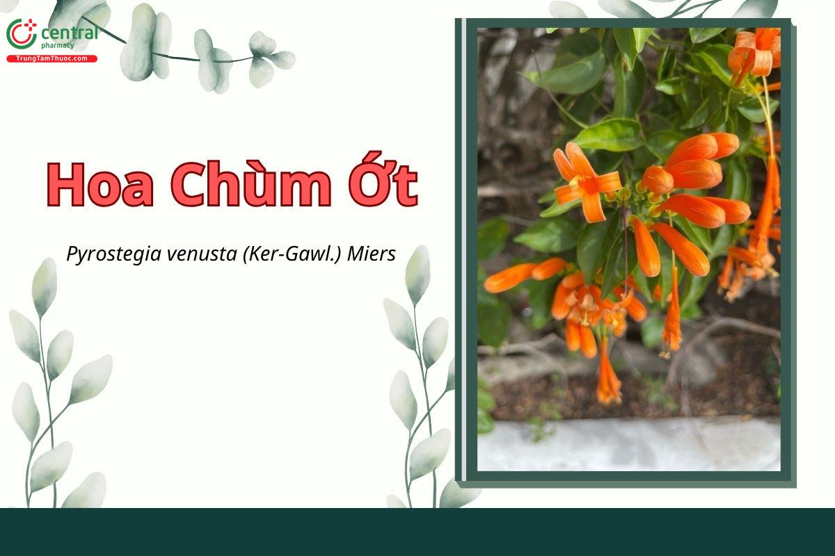 Hoa chùm ớt (cây Rạng đông - Pyrostegia venusta)