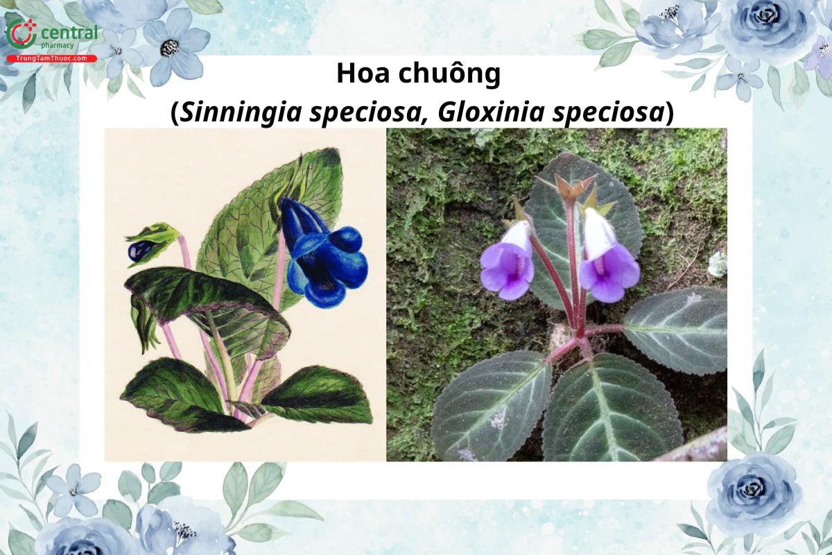 Hoa chuông (Tử la lan - Sinningia speciosa, Gloxinia speciosa)