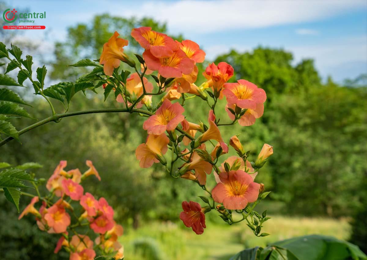 Hoa Đăng Tiêu (Campsis grandiflora (Thunb.) K. Schum.)