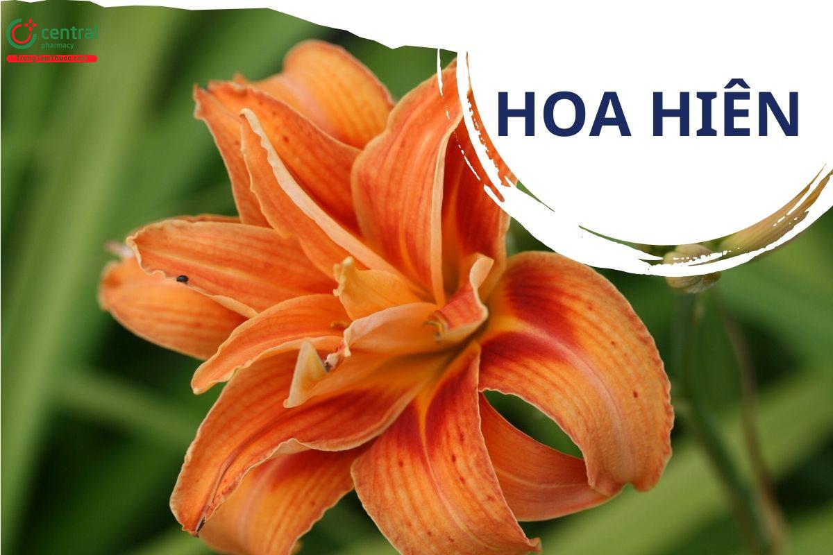 Hoa Hiên (Huyên Thảo - Hemerocallis fulva L.)