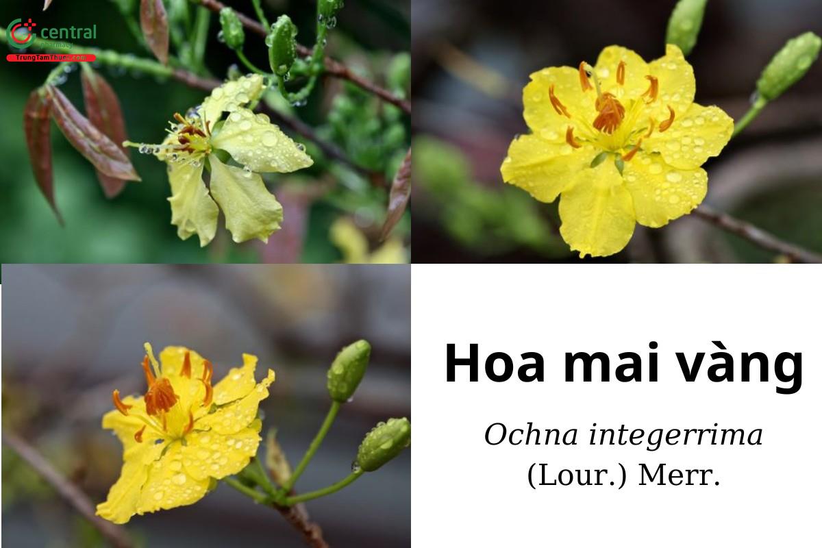 Hoa mai vàng (Hoàng mai - Ochna integerrima (Lour.) Merr.)