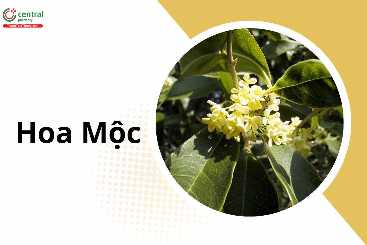 Hoa Mộc (Quế Hoa - Osmanthus fragrans)