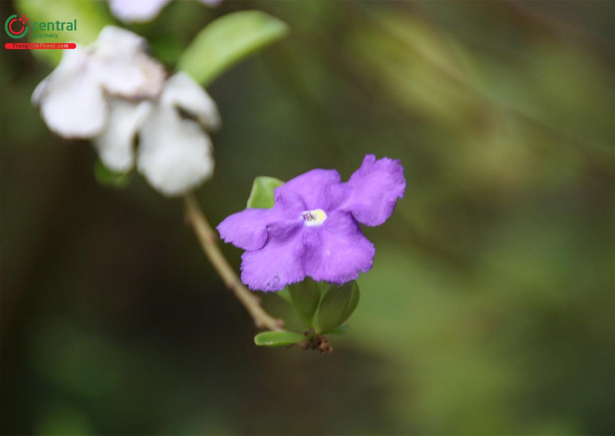 Hoa Nhài Nhật (Hoa Lài Nhật, Nhài Hai Màu - Brunfelsia uniflora)