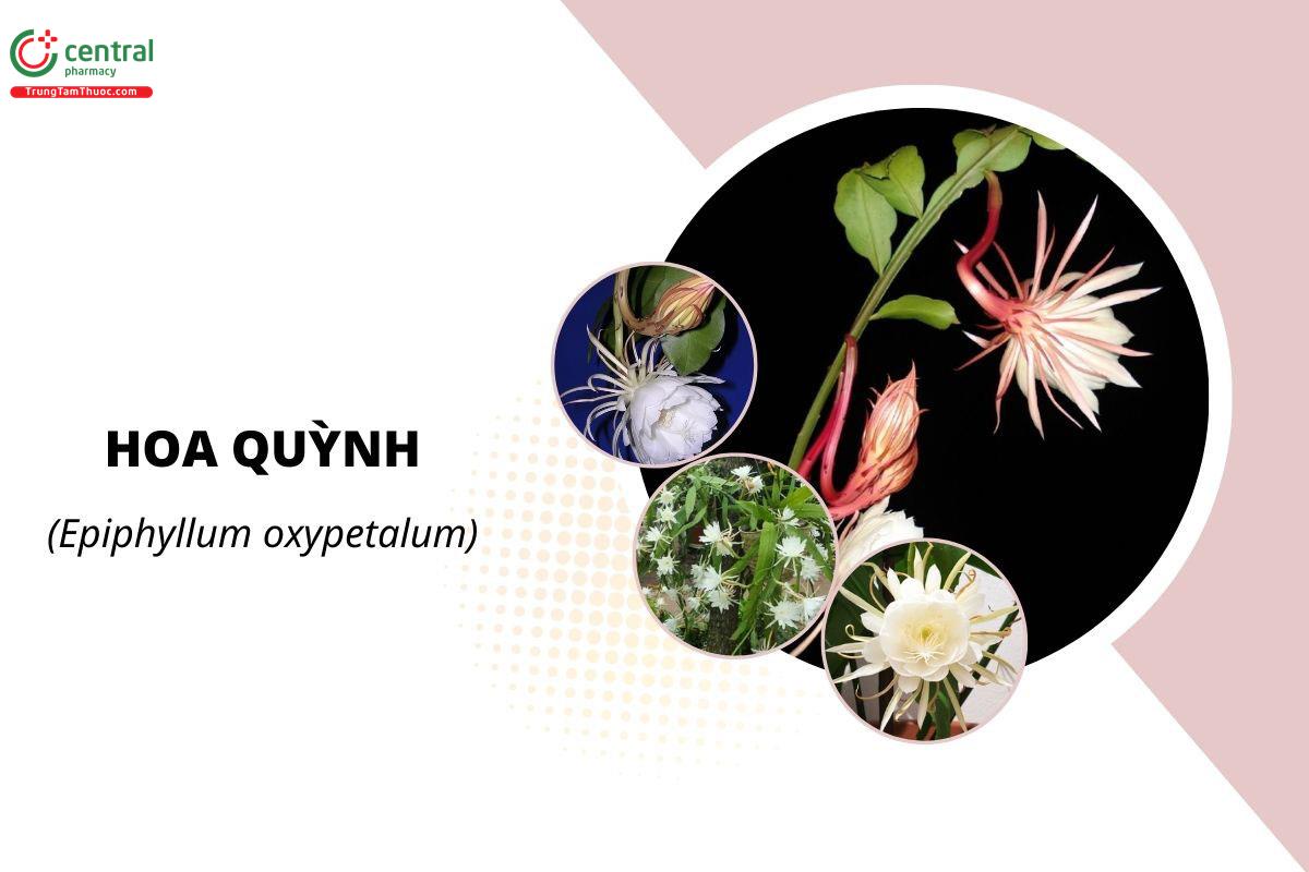 Hoa Quỳnh (Quỳnh Trắng - Epiphyllum oxypetalum)