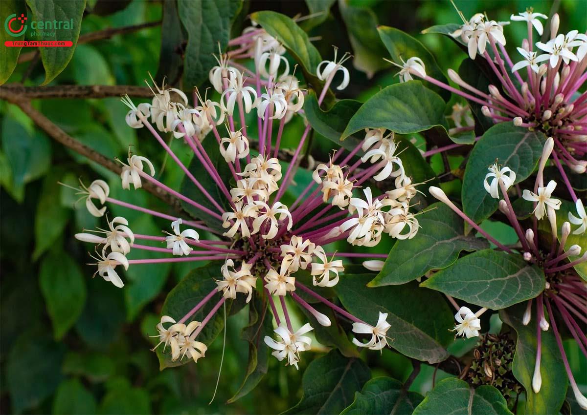 Hoa Thiên Phúc (Pháo Hoa - Clerodendrum quadriloculare)