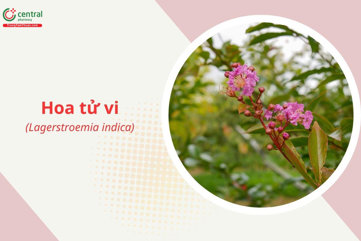 Hoa Tử Vi (Bằng Lăng Sẻ - Lagerstroemia indica L.)