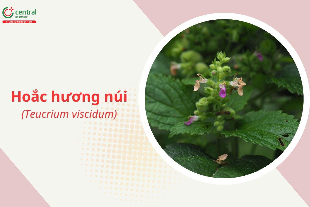 Hoắc Hương Núi (Cứt Ngựa - Teucrium viscidum Blume)