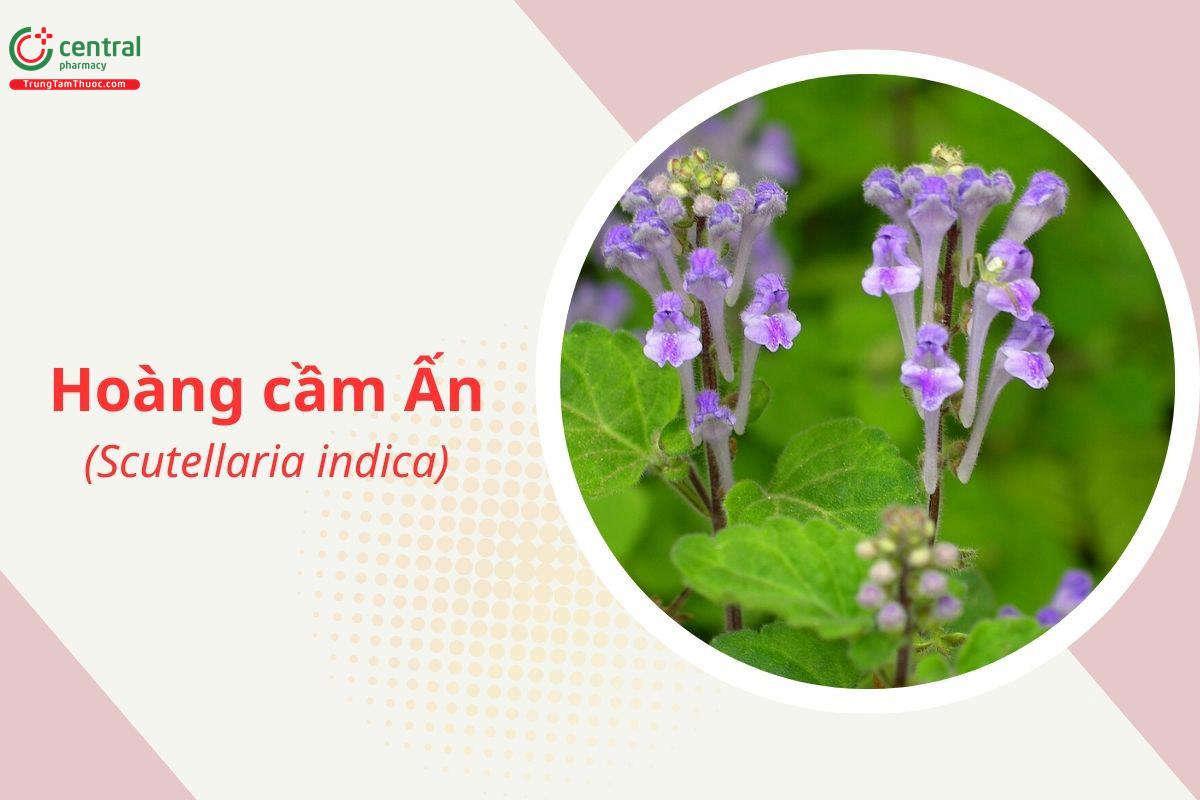 Hoàng cầm Ấn (Scutellaria indica)