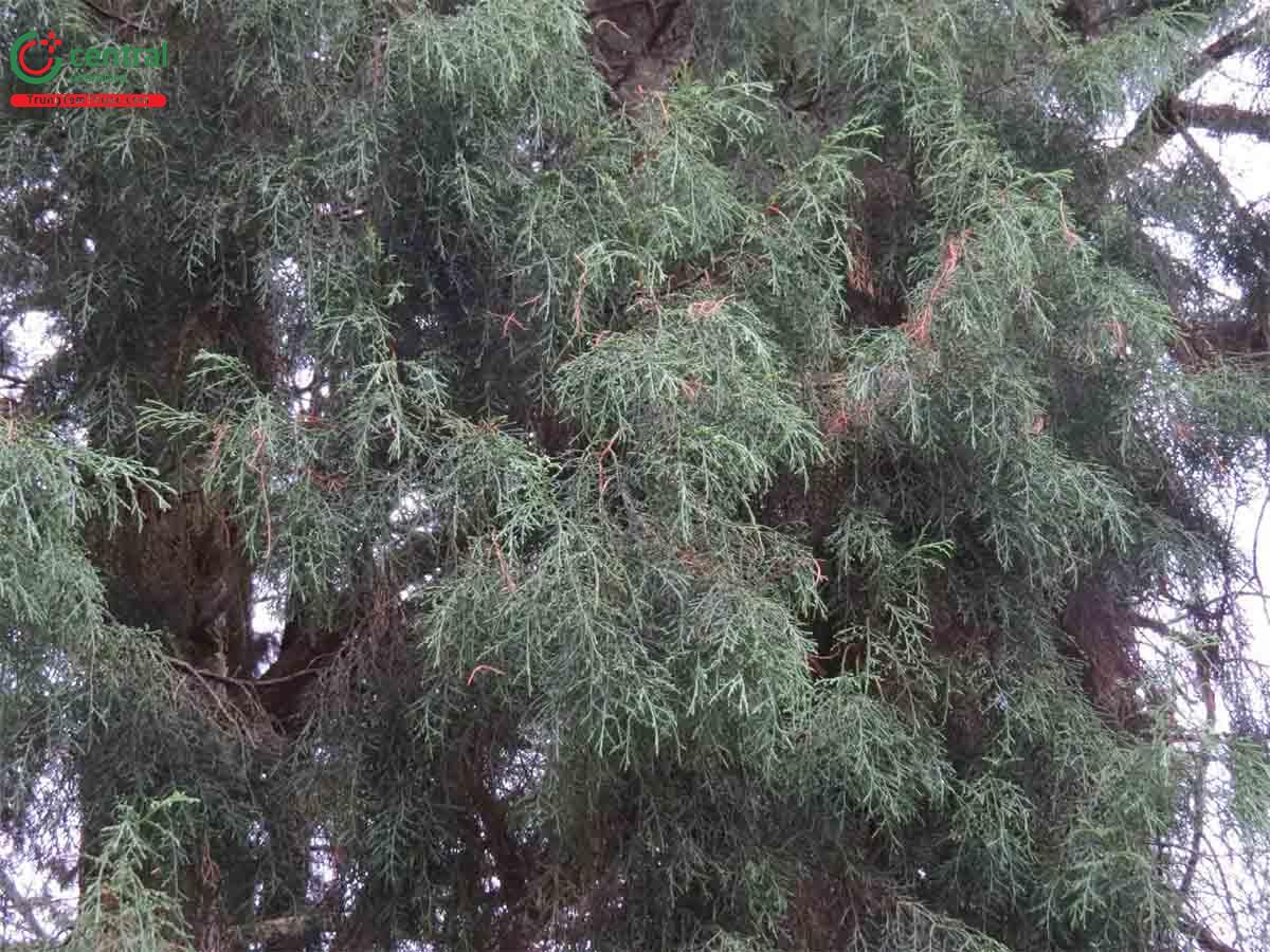 Hoàng Đàn Tuyết Lạng Sơn (Cupressus torulosa D.Don)