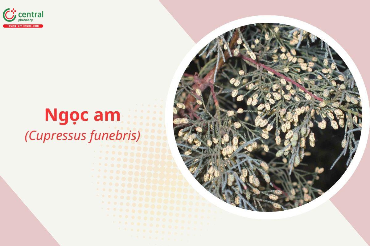Gỗ Ngọc am (Hoàng đàn liễu, Hoàng đàn rủ - Cupressus funebris)