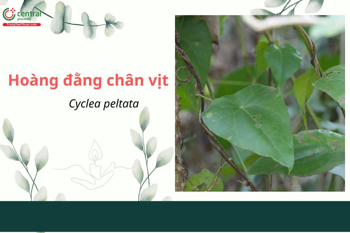 Hoàng đằng chân vịt (Cyclea peltata)