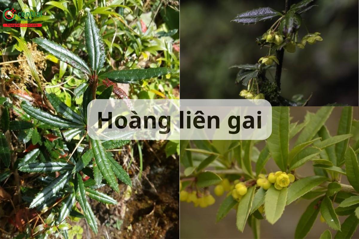 Hoàng liên gai (Hoàng mù, Hoàng mộc, Tiểu la hán - Berberis wallichiana DC.)