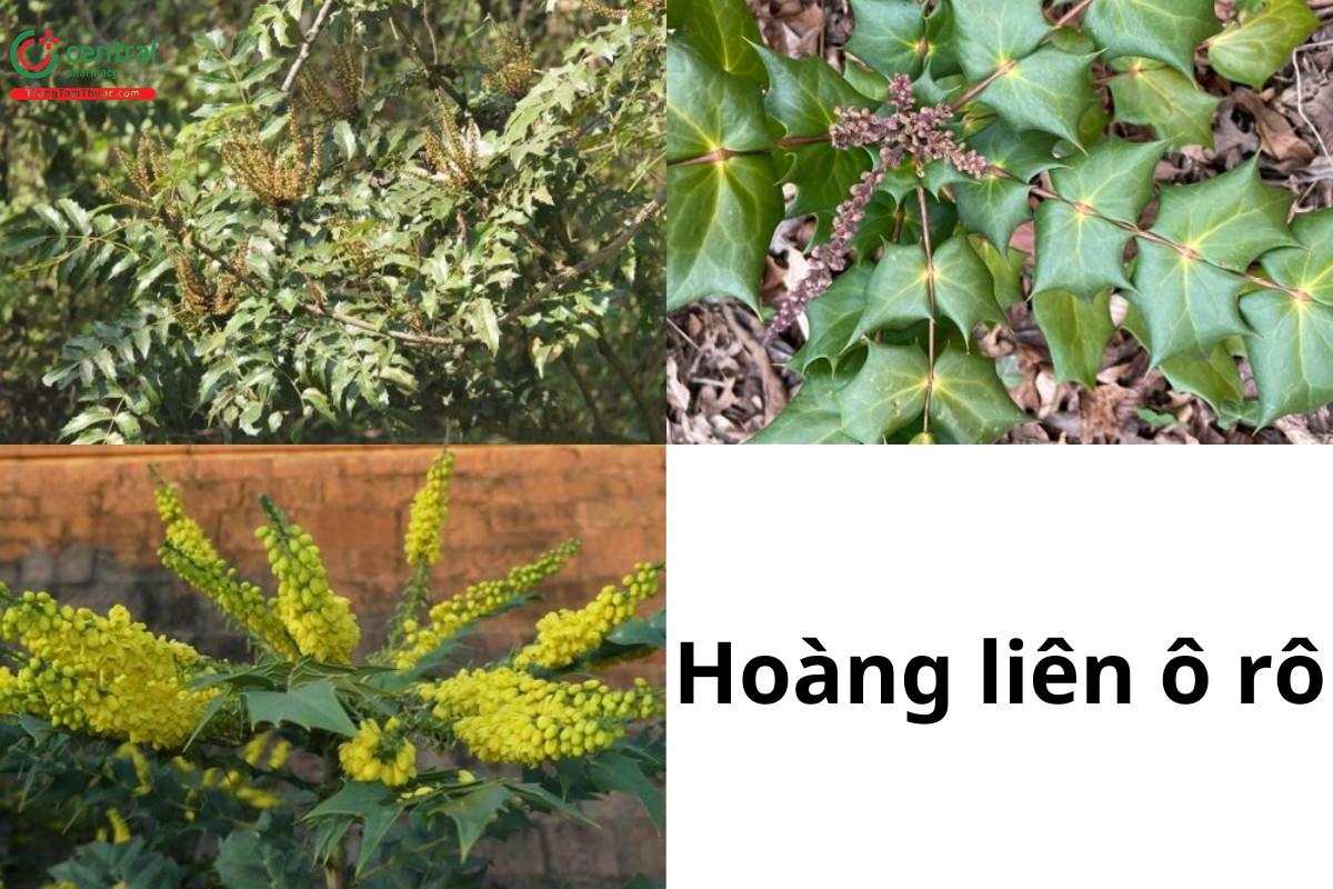 Hoàng liên ô rô (Thập đại công lao, Hoàng bá gai, Thích hoàng liên, Mã hồ, Thổ hoàng nghiệt - Mahonia spp.)