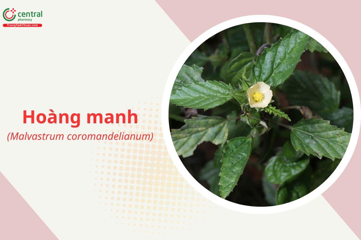 Hoàng manh (Thục quỳ - Malvastrum coromandelianum)