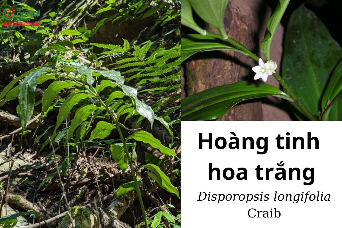 Hoàng tinh hoa trắng (Hoàng tinh lá mọc so le - Disporopsis longifolia Craib)