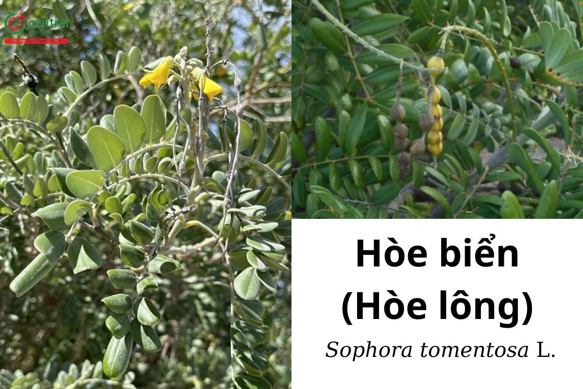 Hòe biển (Hòe lông - Sophora tomentosa L.)