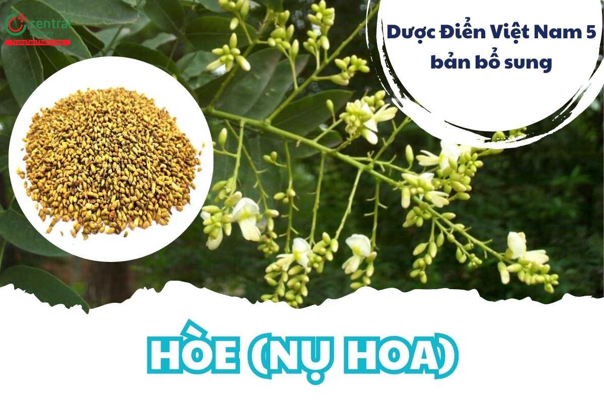 Hòe (Nụ hoa)