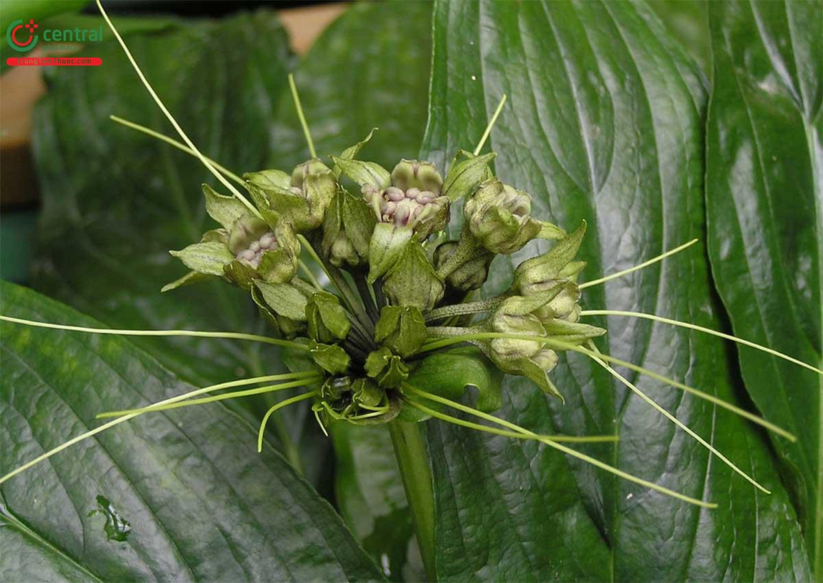 Hồi Đầu Thảo (Củ Điền Thất - Schizocapsa plantaginea Hance.)