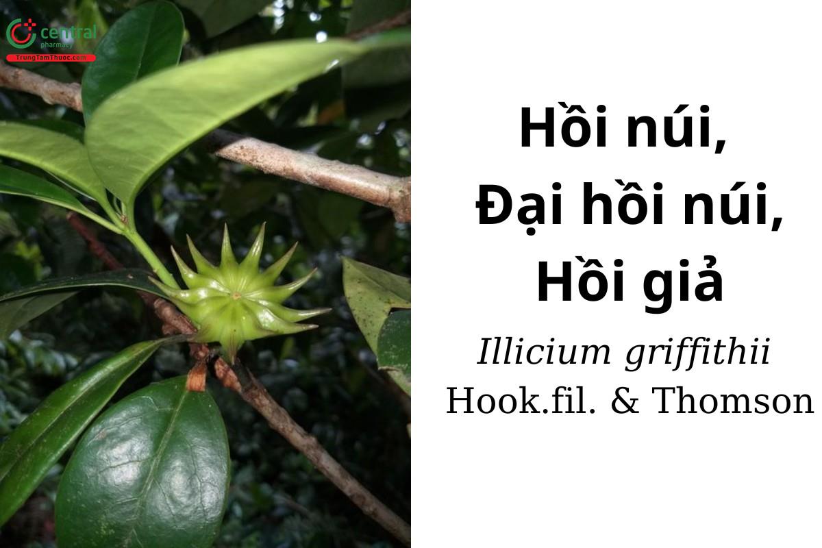 Hồi núi (Đại hồi núi, Hồi giả - Illicium griffithii Hook.fil. & Thomson)