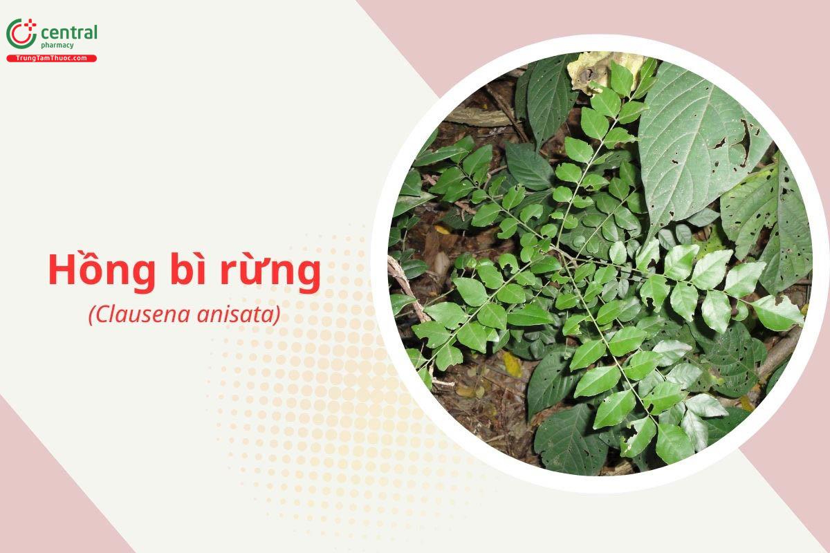 Hồng bì rừng (Clausena anisata)