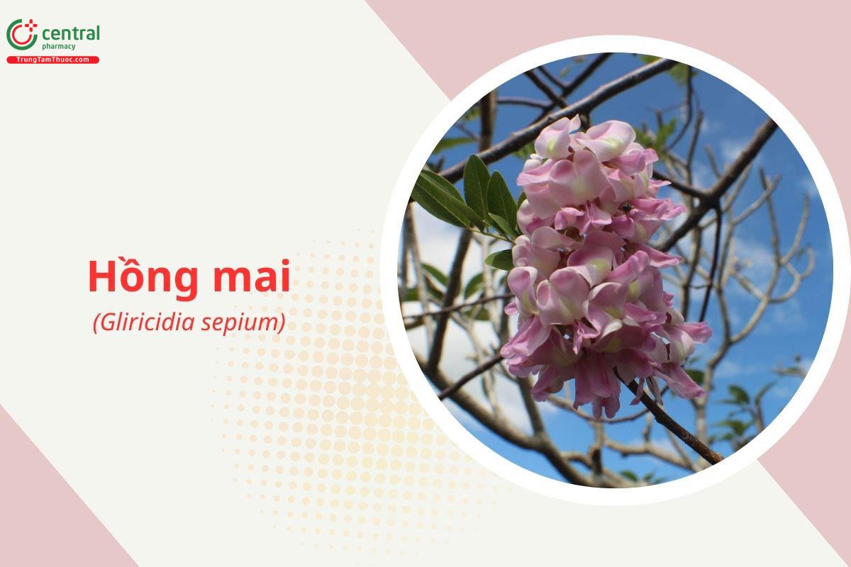 Hồng mai (Gliricidia sepium)