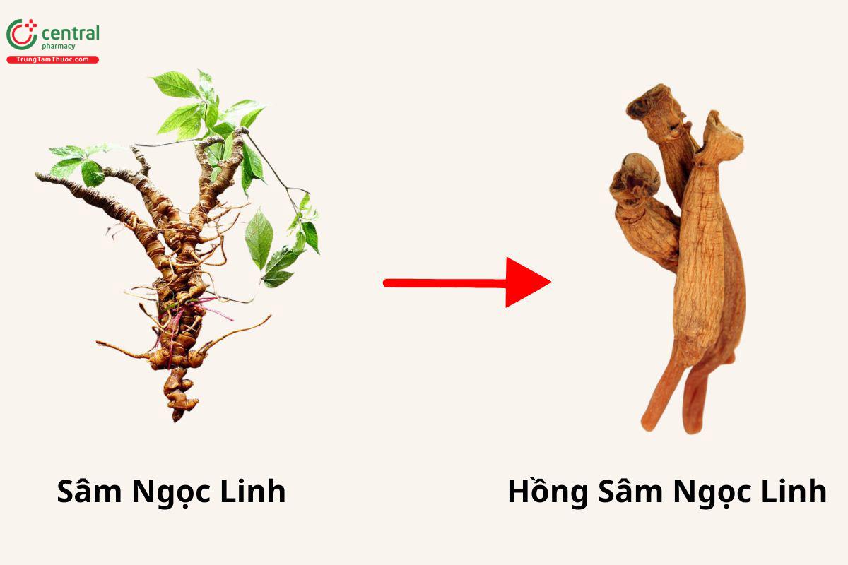 Hồng Sâm Ngọc Linh