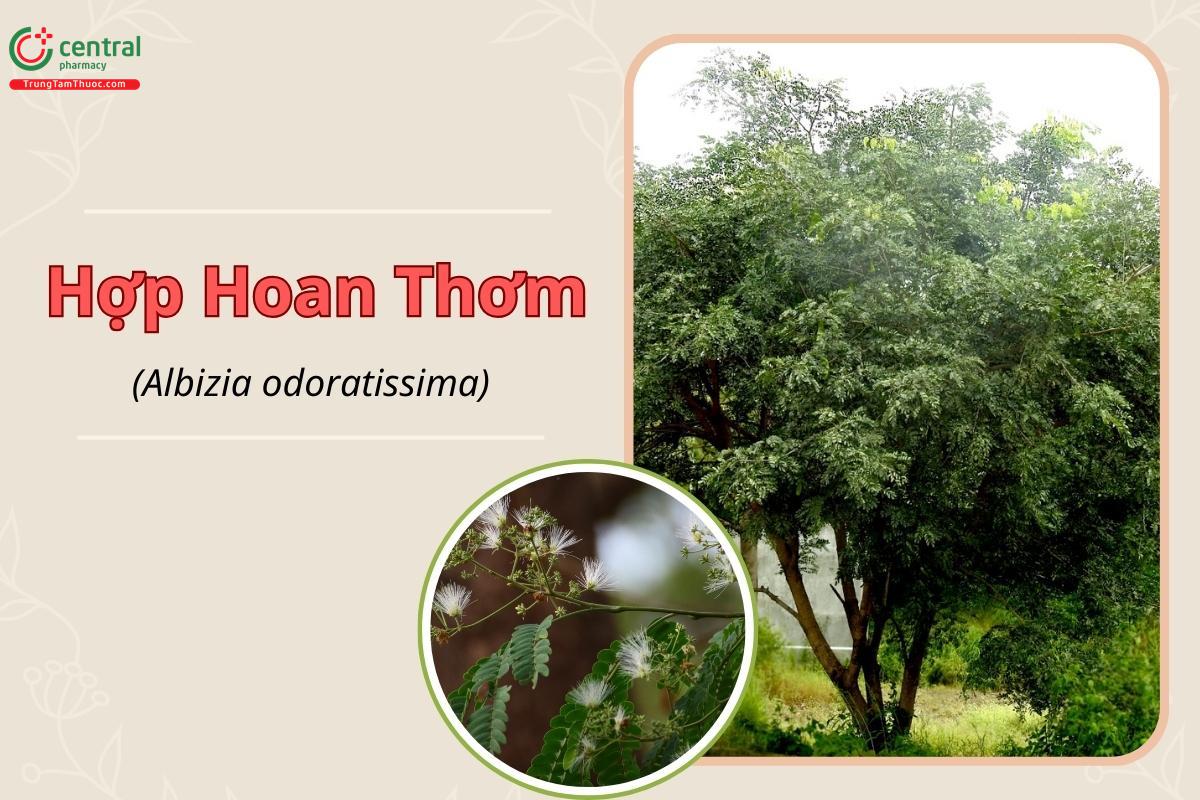 Hợp hoan thơm (Bản xé thơm, Xua, Bản xe thơm- Albizia odoratissima)