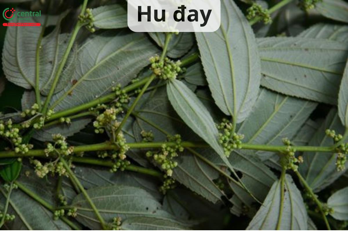 Hu đay (Hu lá nhỏ - Trema angustifolium (Planch.) Blume)