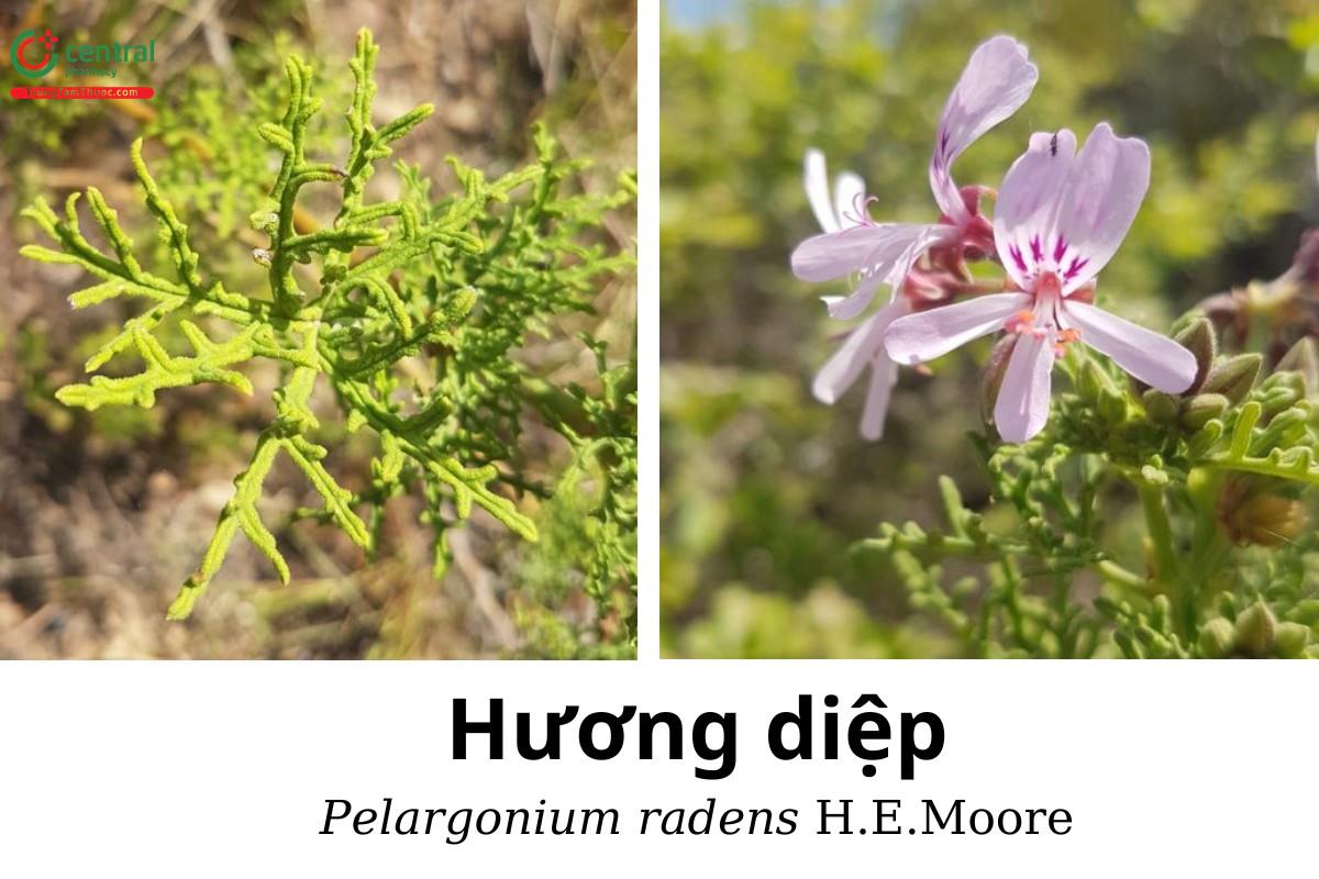 Hương diệp (Cây lá thơm - Pelargonium radens H.E.Moore)