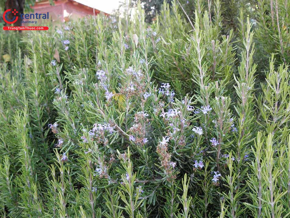 Hương Thảo (Salvia rosmarinus L.)