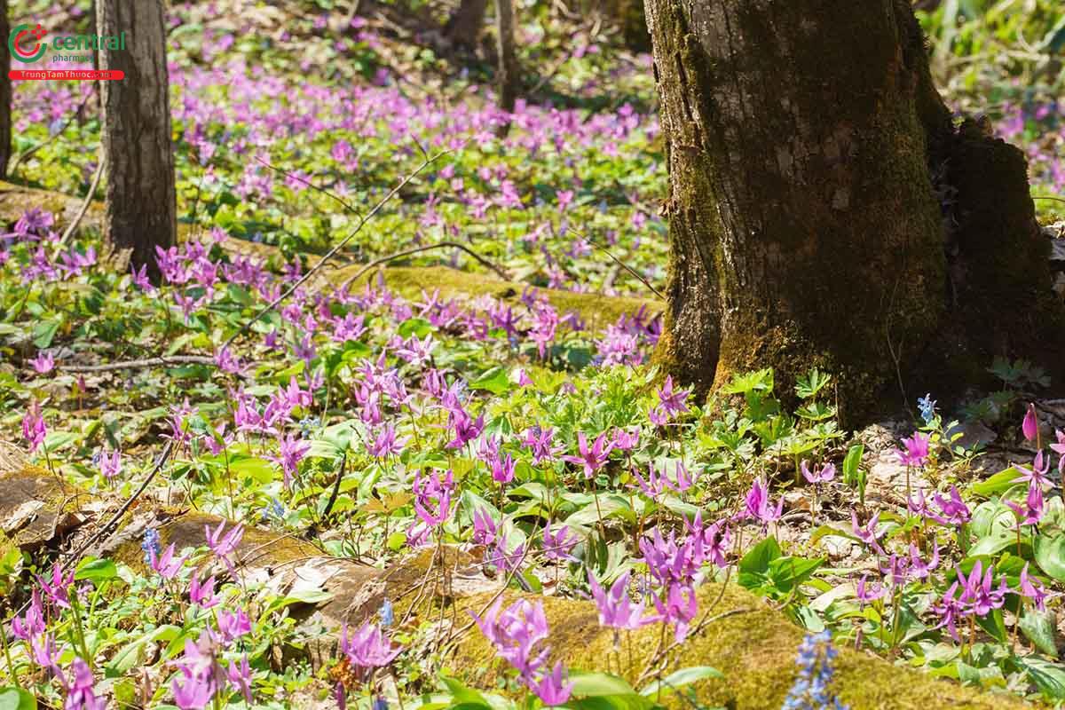 Huyền Hồ (Huyền Hồ Sách - Corydalis yanhusuo W. T. Wang)