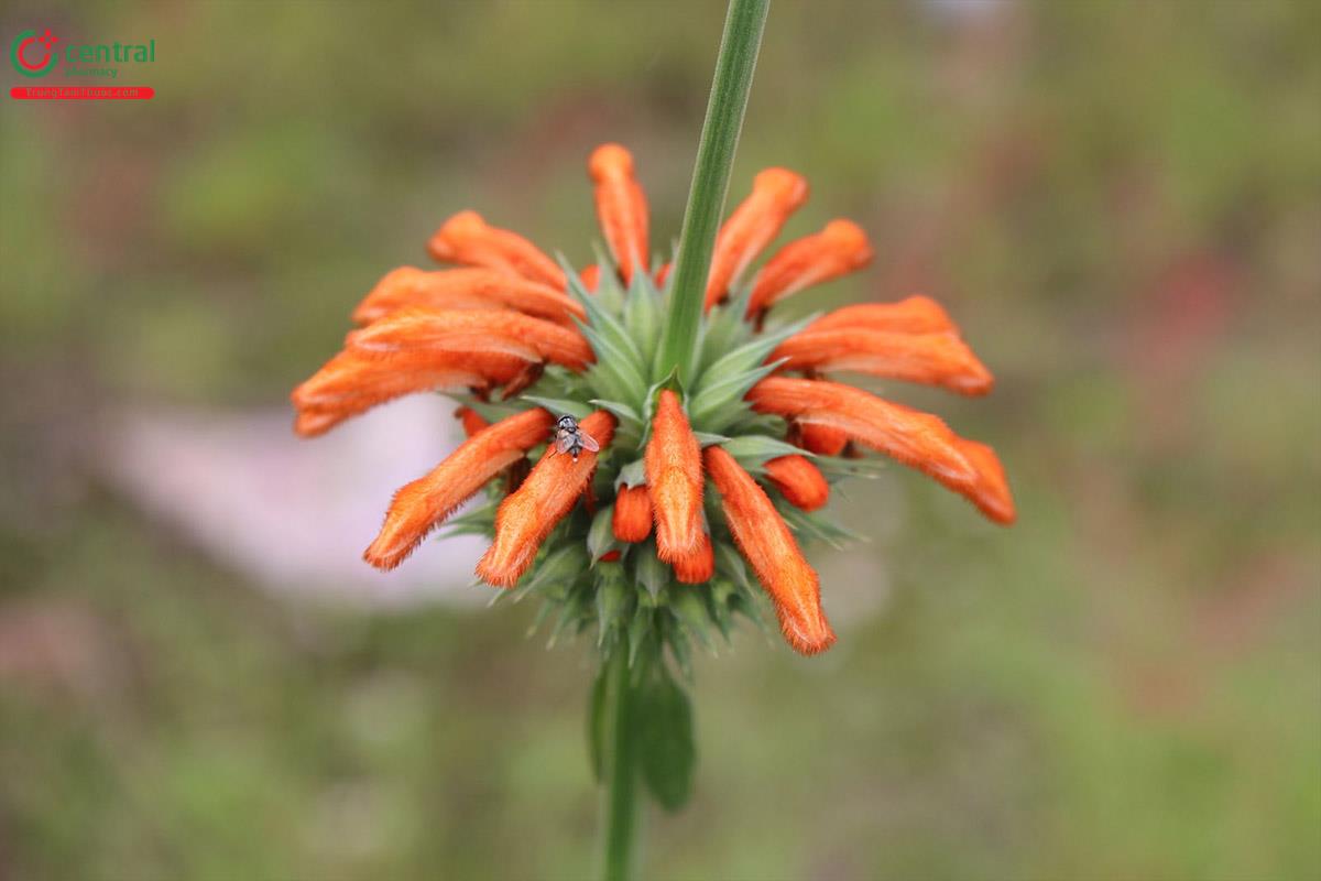 Ích Mẫu Nam (Sư Nhĩ - Leonotis nepetaefolia (L.) R. Br.)