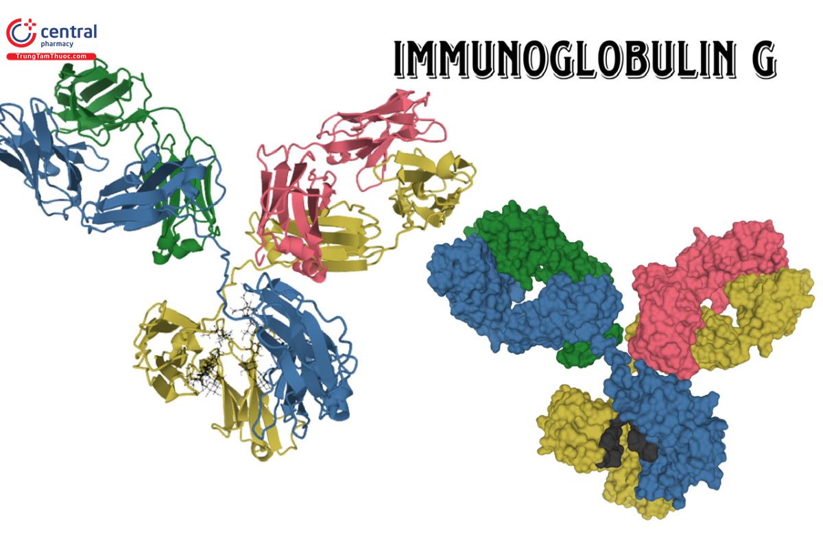 Immunoglobulin G