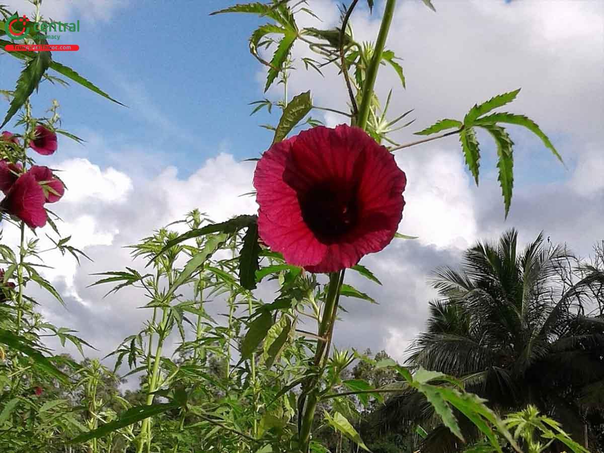 Kê Náp (Kenaf - Hibiscus cannabinus L.)