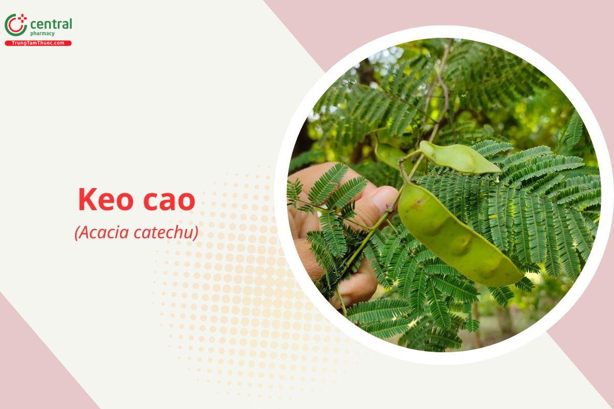 Keo cao (Acacia catechu)