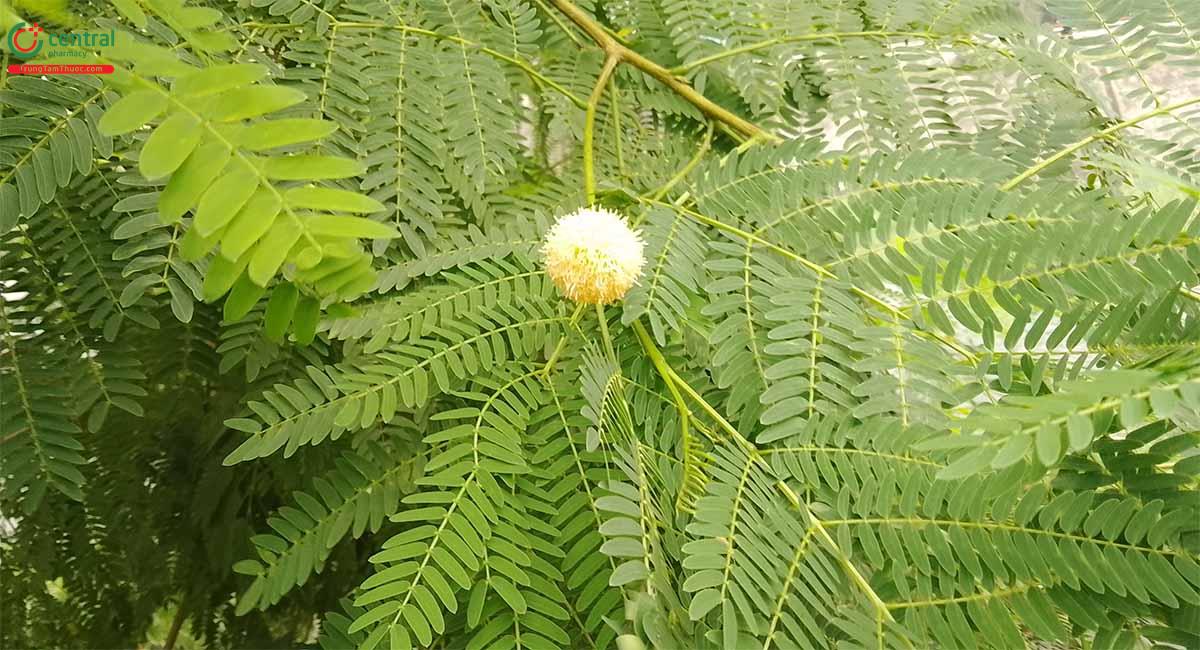 Keo Dậu (Keo Giậu, Bồ Kết Dại - Leucaena leucocephala (Lam.) De Wit)