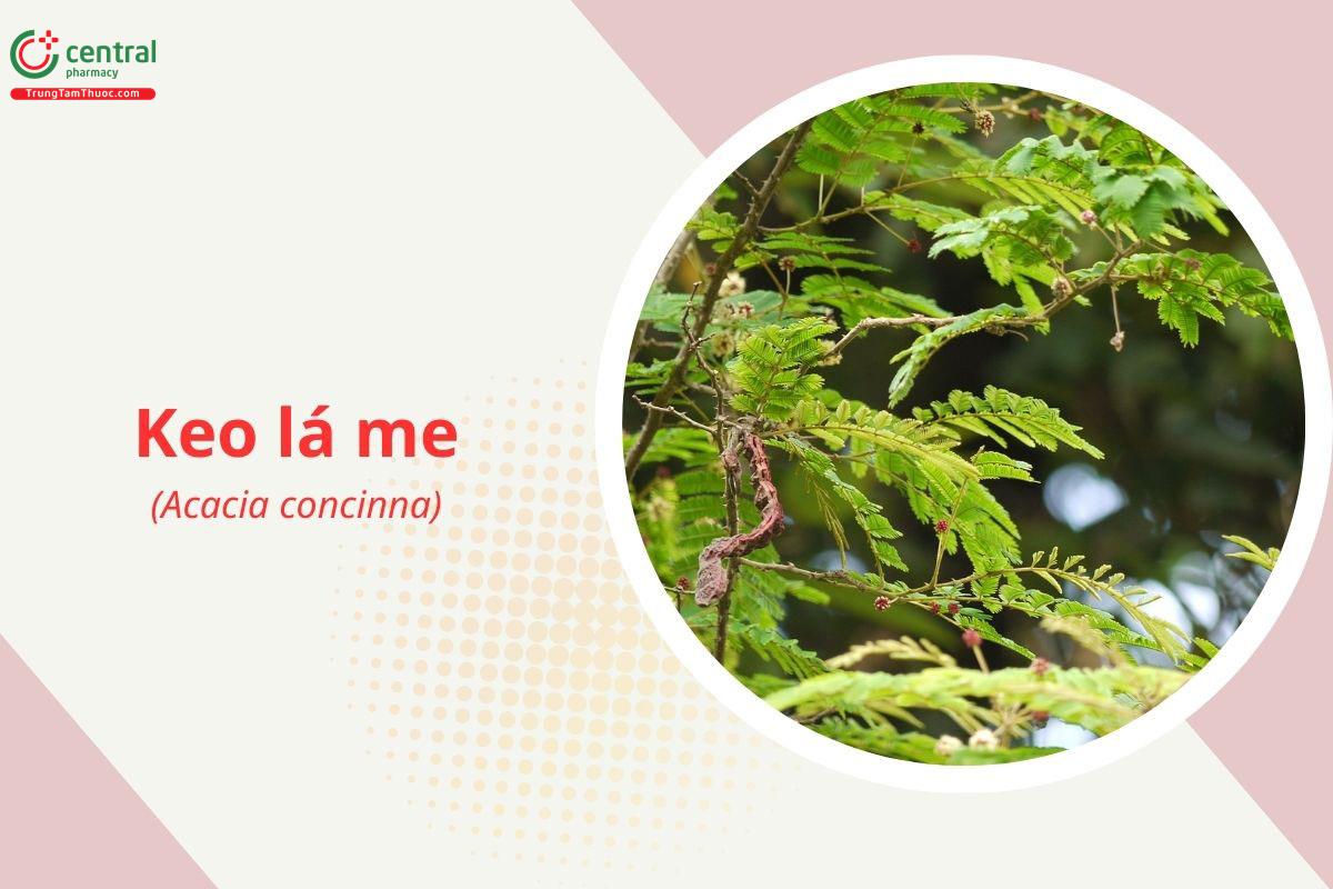 Keo lá me (Acacia concinna)