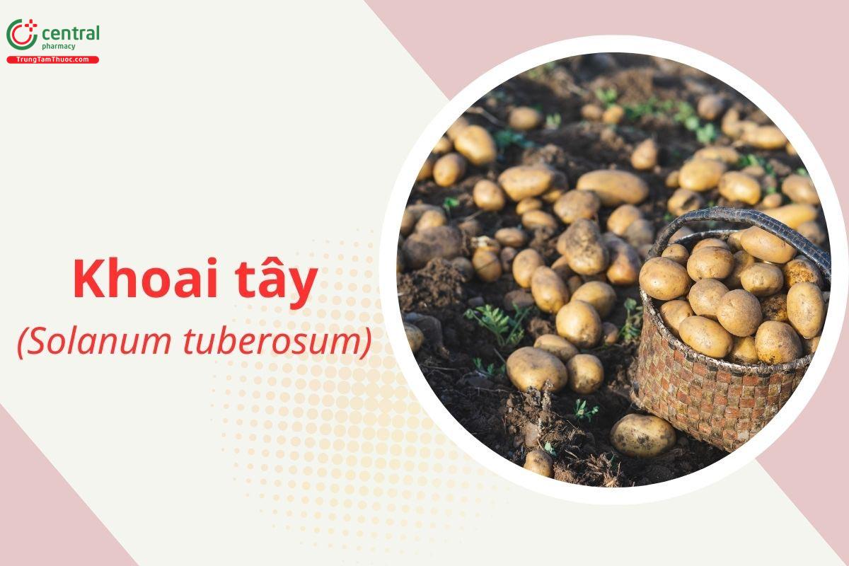 Khoai Tây (Solanum tuberosum L.)