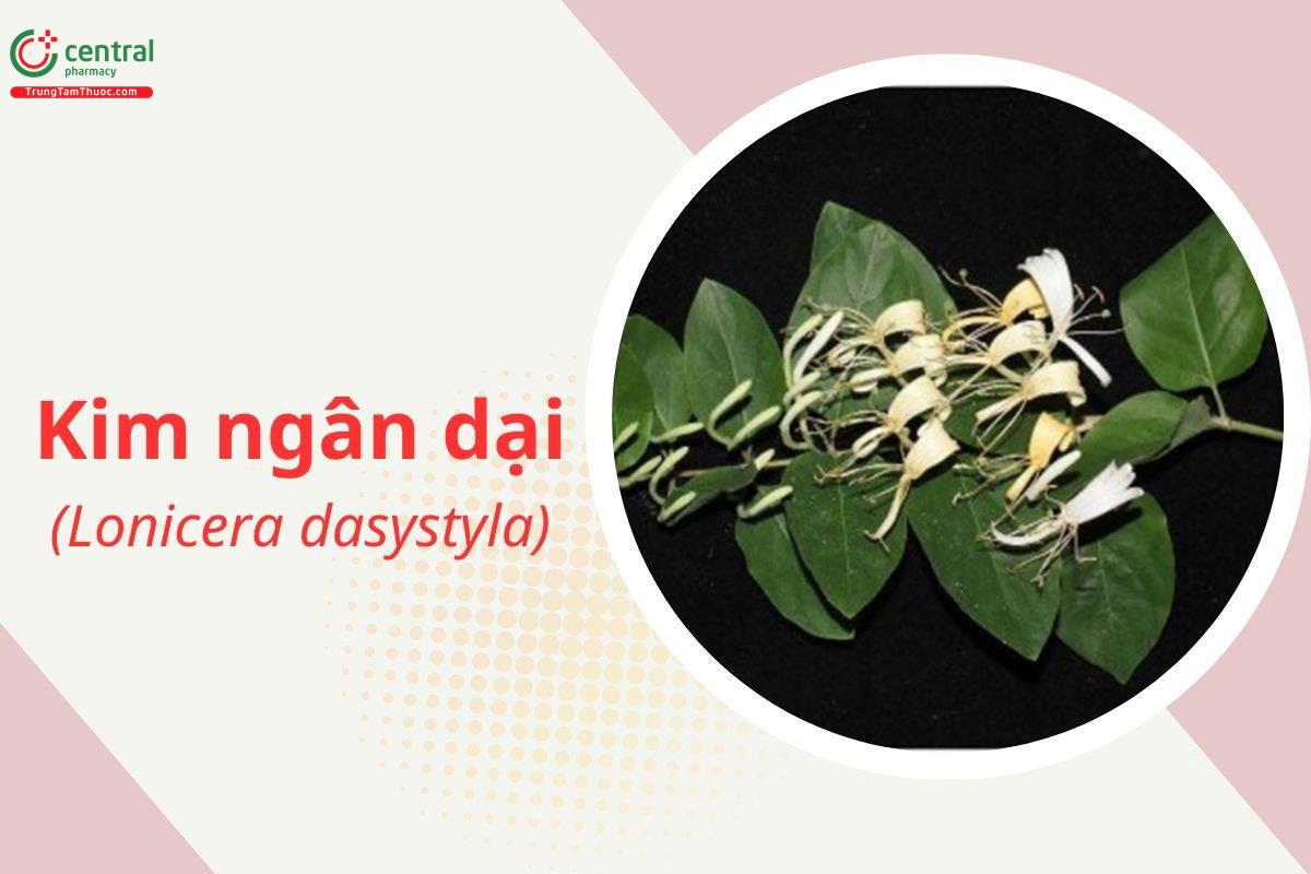 Kim Ngân Dại (Dây Nhẫn Đông Dại - Lonicera dasystyla Rehd.)