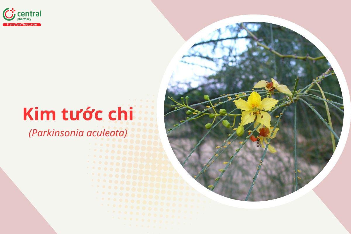 Kim tước chi (Parkinsonia aculeata)