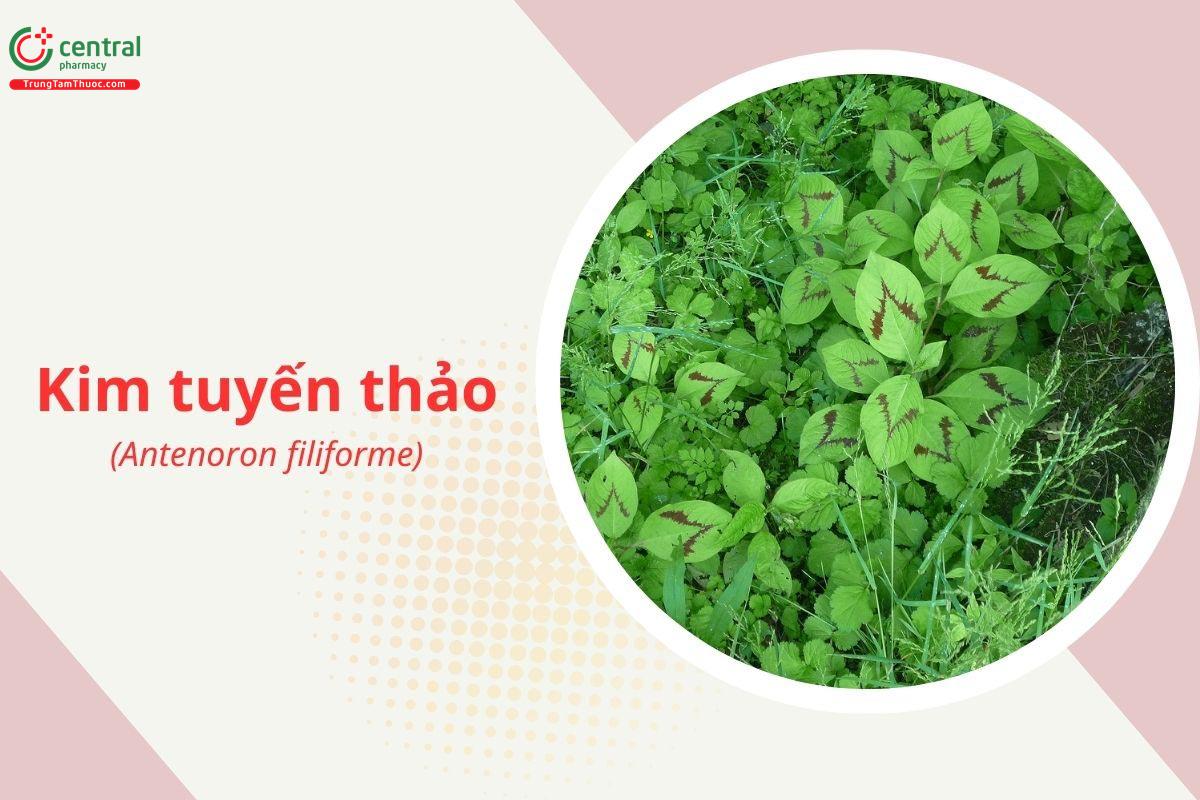 Kim tuyến thảo (Antenoron filiforme)