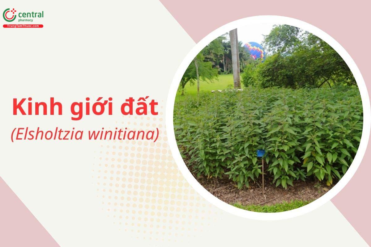 Kinh Giới Đất (Elsholtzia winitiana Craib)