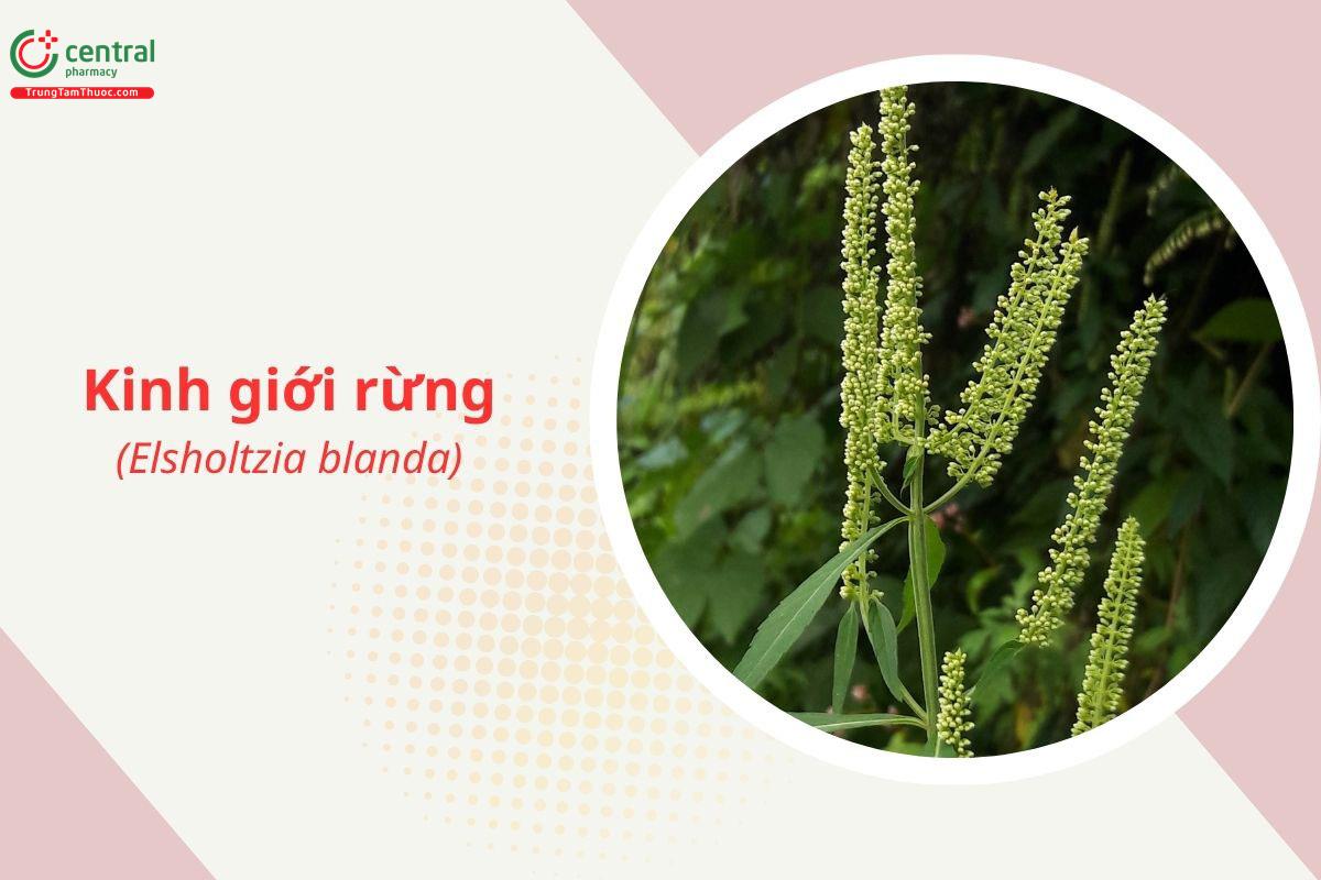 Kinh giới rừng (Elsholtzia blanda)