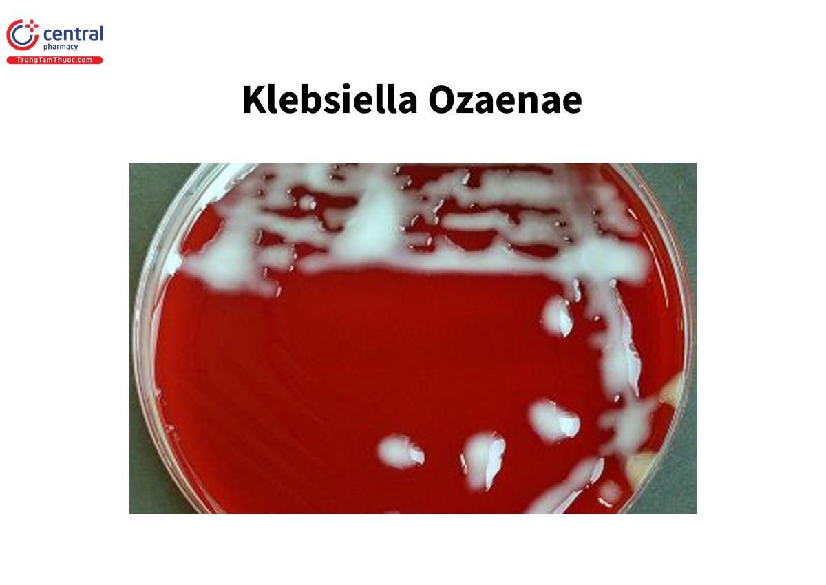 Klebsiella Ozaenae