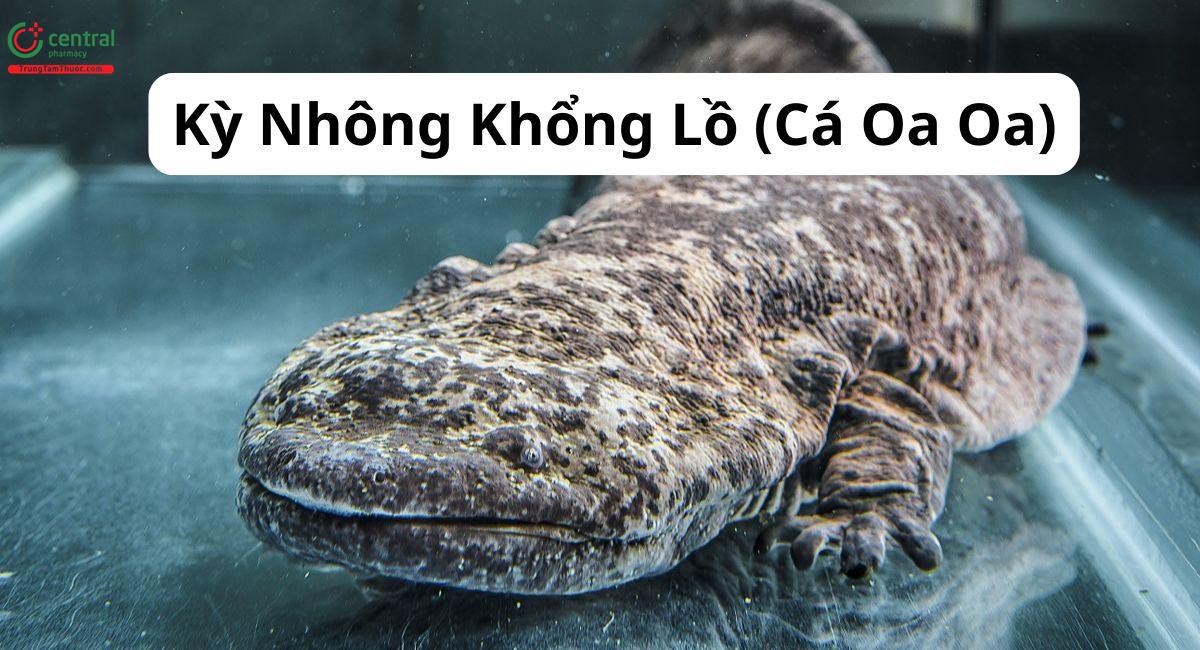 Kỳ Nhông Khổng Lồ (Cá Oa Oa - Andrias davidianus)