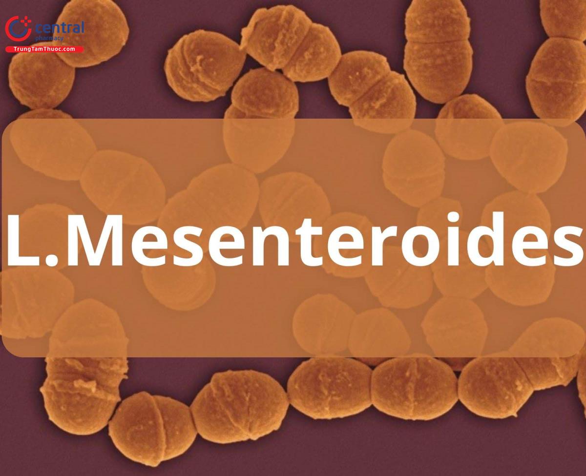 Leuconostoc Mesenteroides