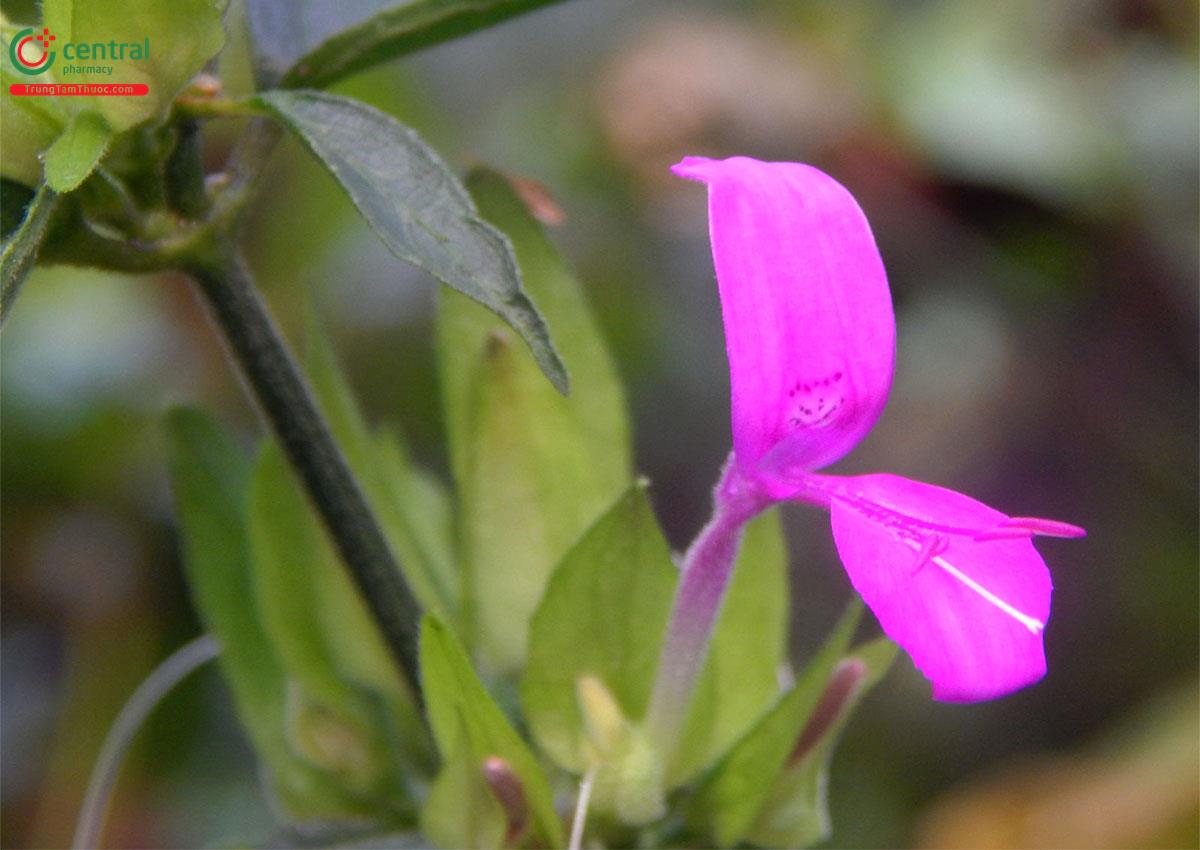 Lá Diễn (Rau Gan Heo - Dicliptera chinensis (L.) Ness)