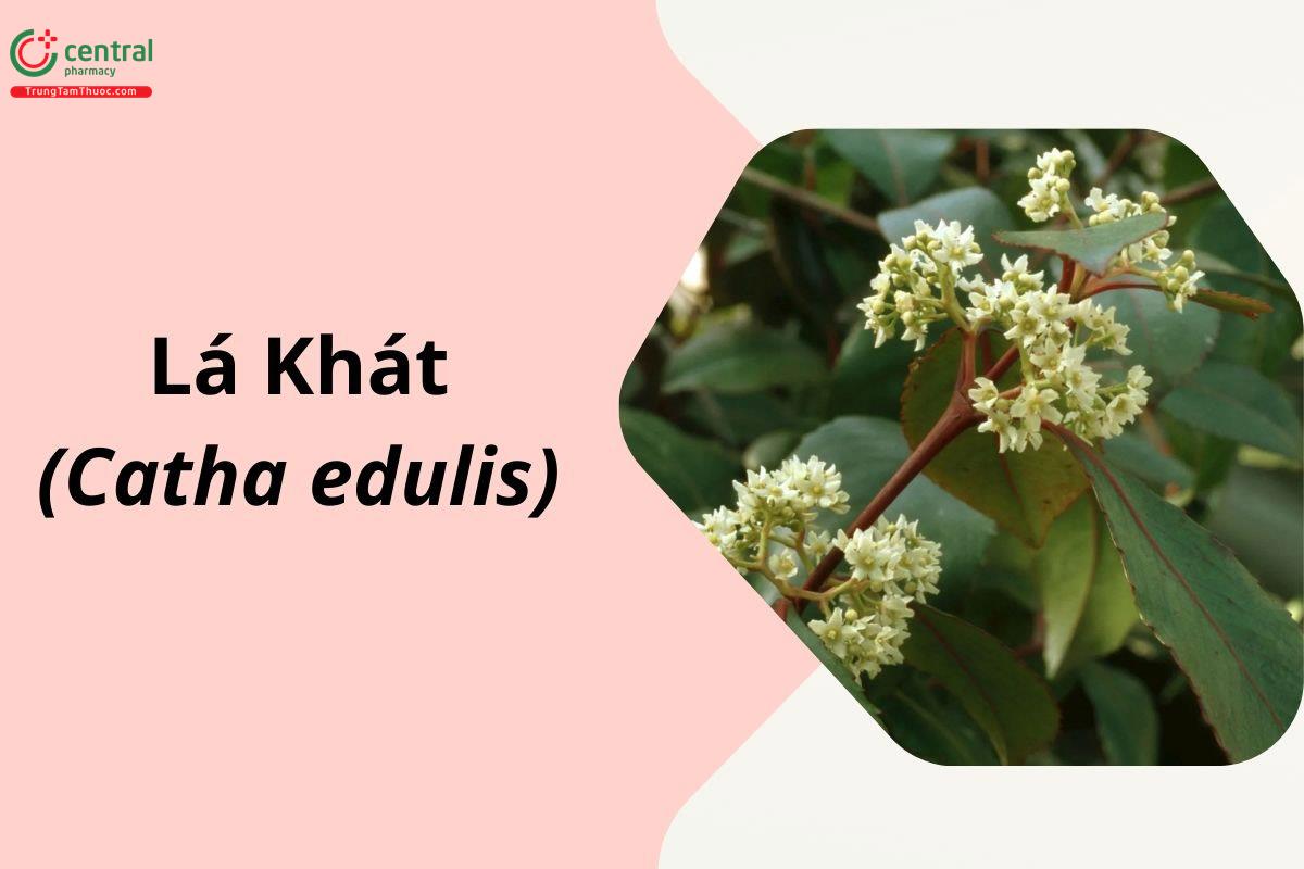 Lá Khát (Lá Thiên Đường - Catha edulis)