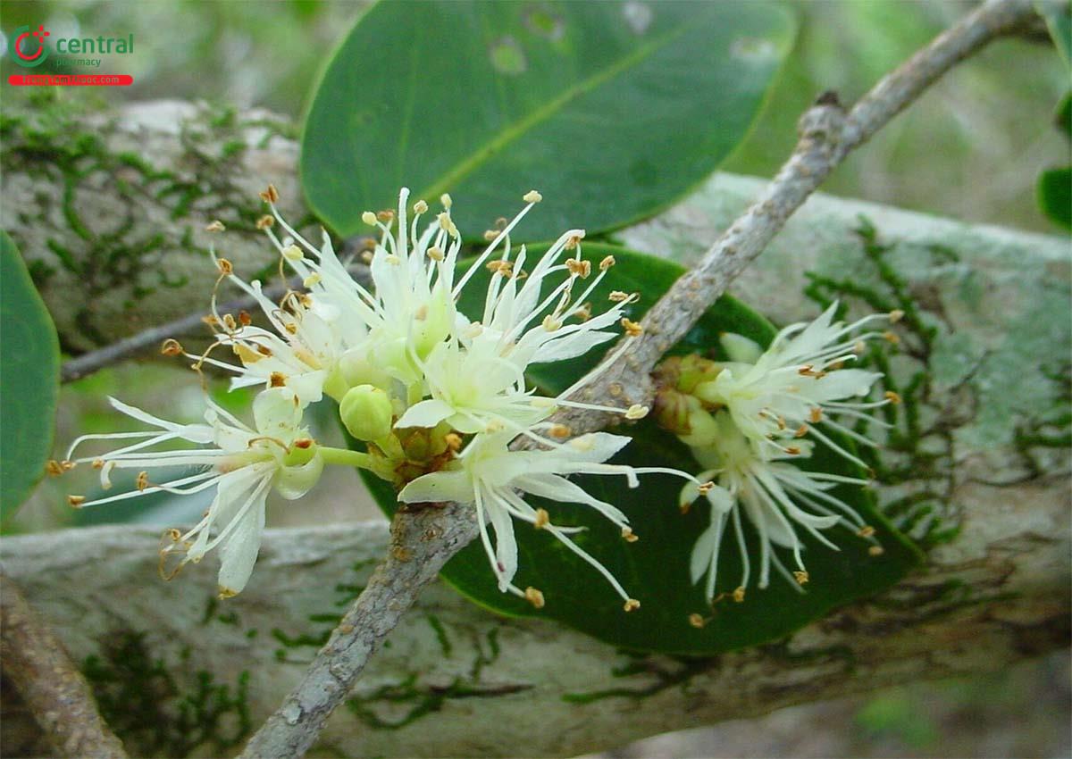 Lá Lụa (Cây Mót - Cynometra ramiflora L.)