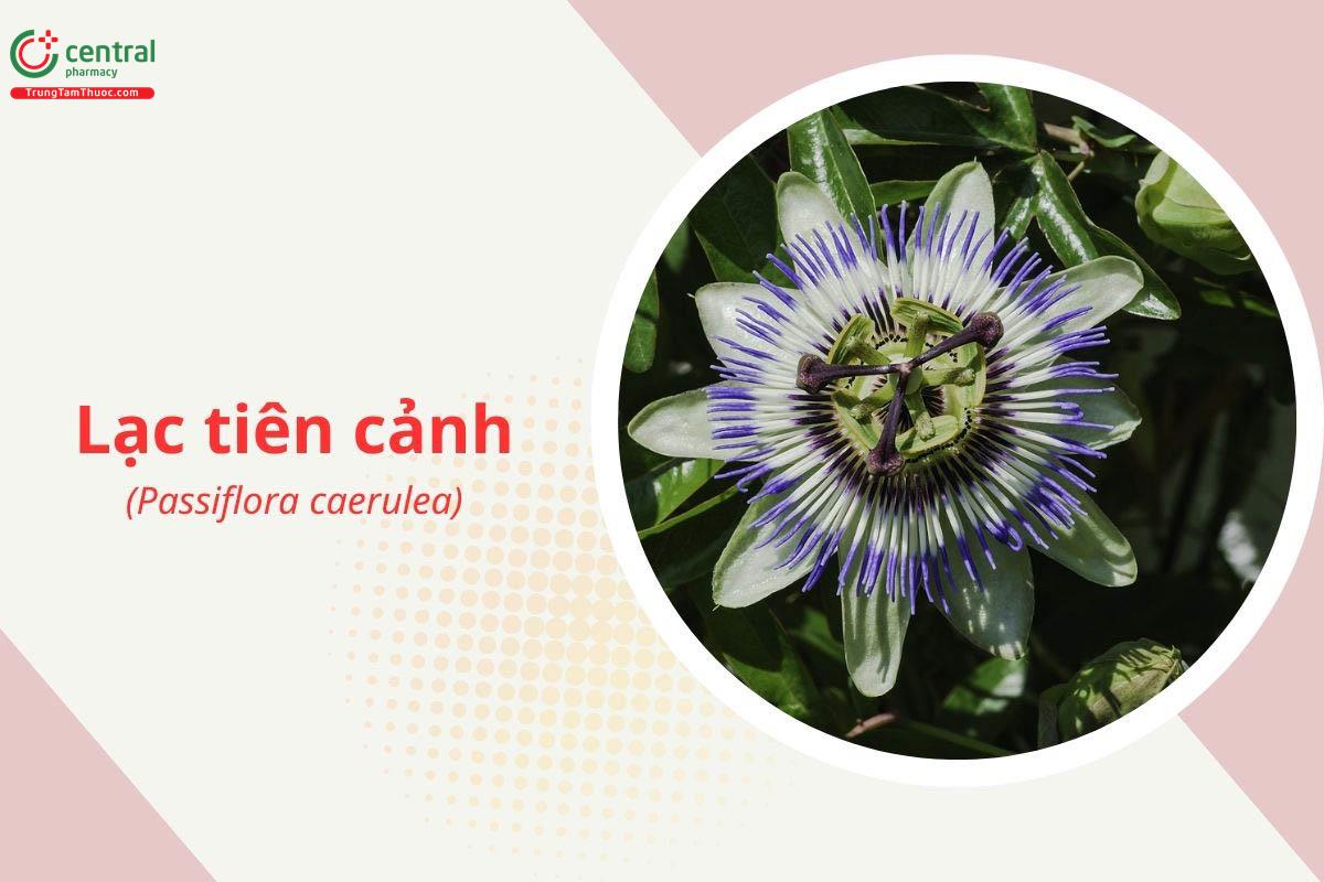 Lạc tiên cảnh (Passiflora caerulea)